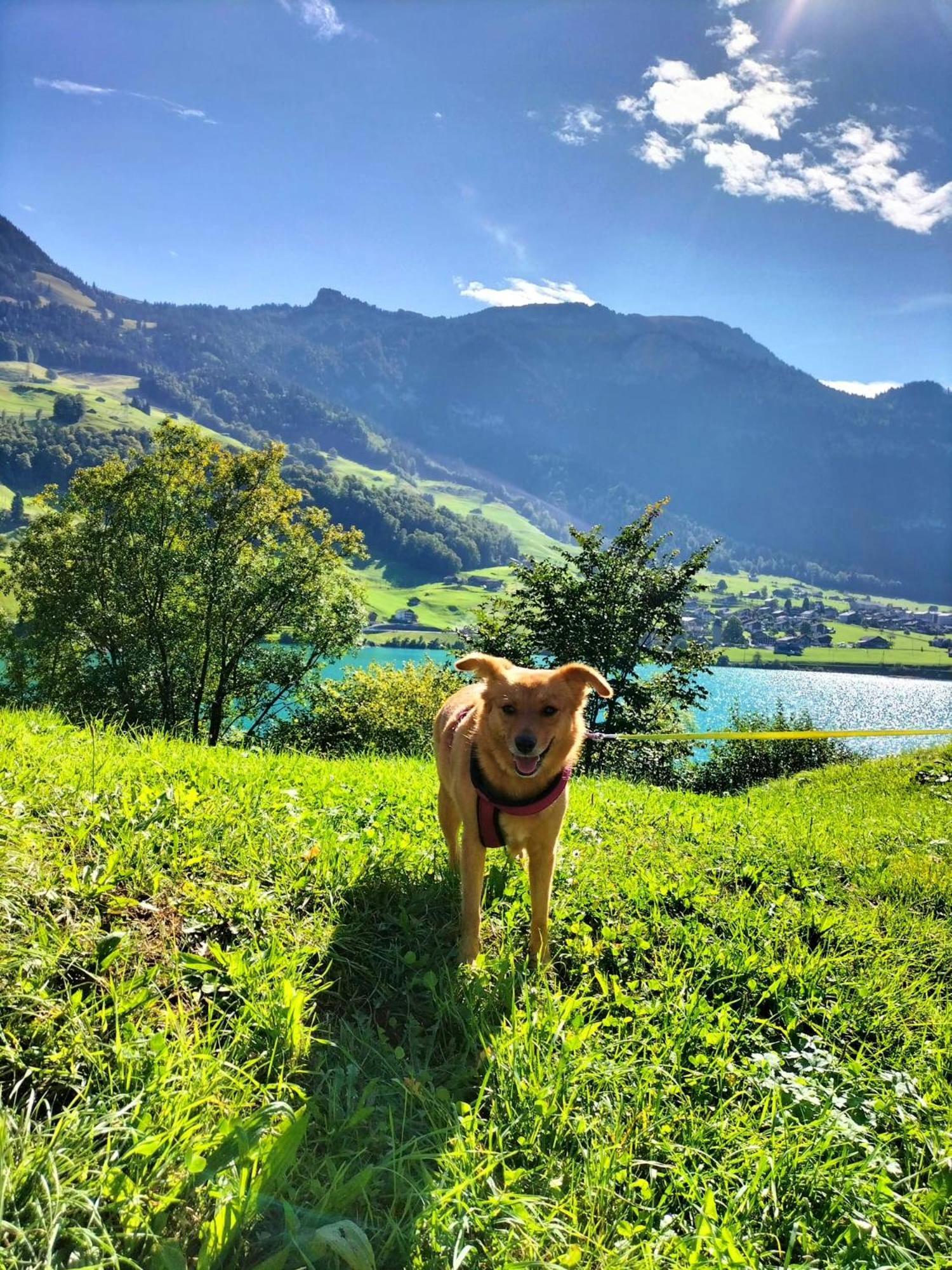 Gemuetliche Fewo Mit Sauna Inmitten Der Berge Meiringen Kültér fotó