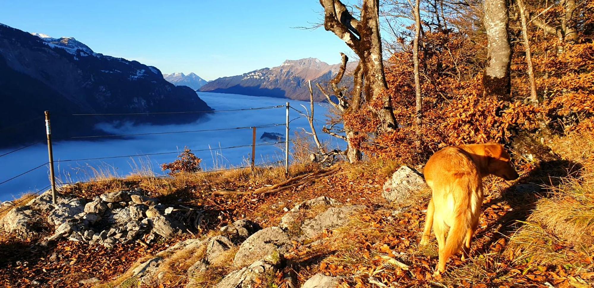 Gemuetliche Fewo Mit Sauna Inmitten Der Berge Meiringen Kültér fotó